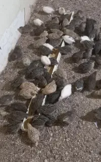 بلدرچین بالغ