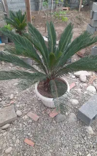 سیکاس