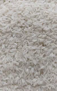 برنج فجر