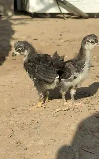 جوجه گلین و گردن لخت