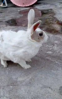 خرگوش معاوضه