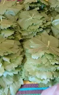 برگ مو