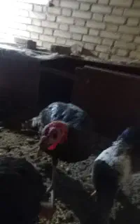 بوقلمون و مرغ و خروس برهما