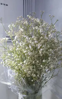 فروش یک دسته گل ژیپسوفیلا