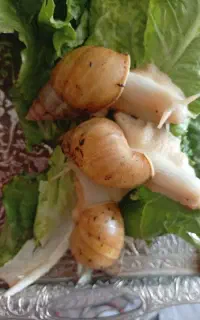 حلزون های مولد