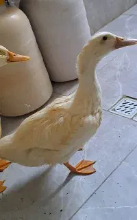 دو عدد اردک، ۴،۵ماهه