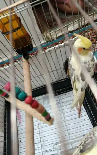عروس گم شده