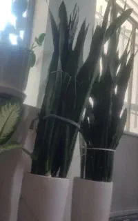 گل سانسوریا