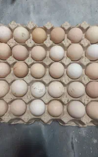 تخم نطفه دار برهما 25 تا اماده تحویل