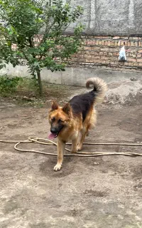 سگ ژرمن نر