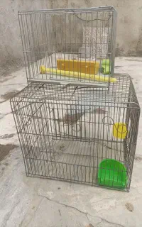 قفس