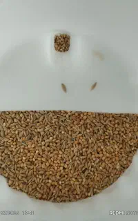 دانه کتان و ارزن