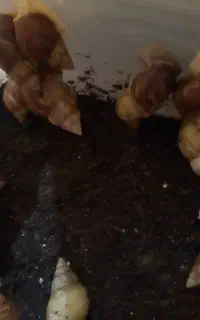 حلزون اچاتینا
