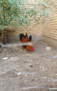 مرغ و خروس