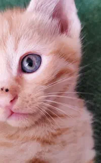 سرپرستی بچه گربه های خوشگل نارنجی