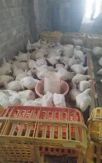 مرغ گوشتی  باسبد کالا توزیع میشود مرغ تخمی موجوده