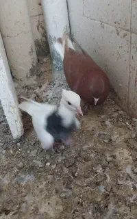 کبوتر کاشمر