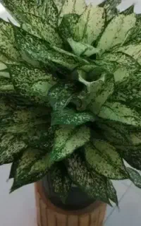 تور یکروزه)قلات