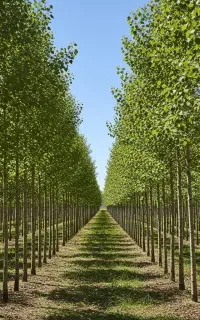 فروش و برداشت چوب با تناژ بالا از نهال صنوبــر