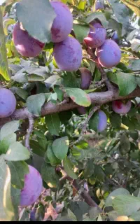 الو حاج حسنی درشت