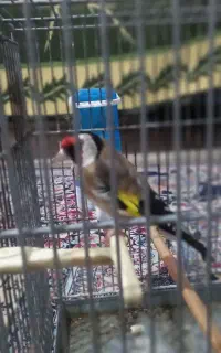 سره نر