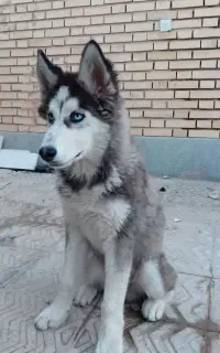 توله هاسکی نر اصیل