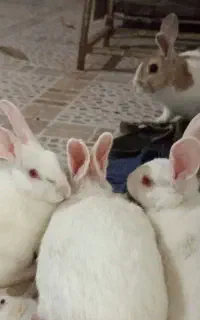 معاوضه خرگوش با پرنده