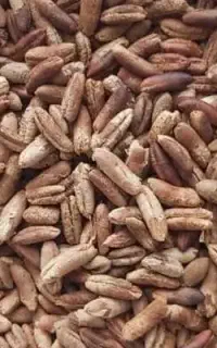 هسته خرما