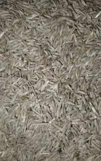 جودیم