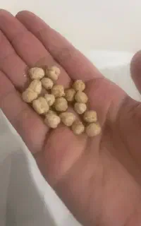 نخود