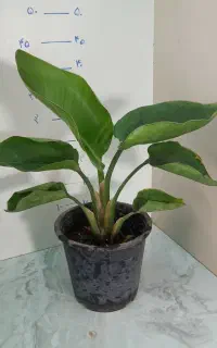 گلفروشی