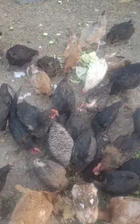 مرغ تخم گذار