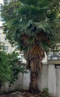 نخل خرما