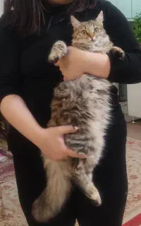 گربه گم شده حوالی پارک آنا