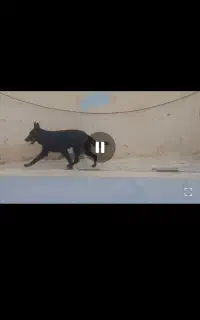 فروش سگ ژ رمن