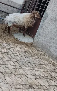 قوچ