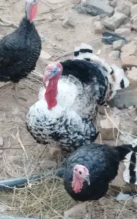 فروش بوقلمون