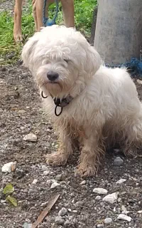 واگذاری سگ شیتزو