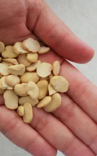 لپه باقالی