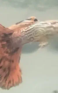 انواع نژاد ماهی گوپی