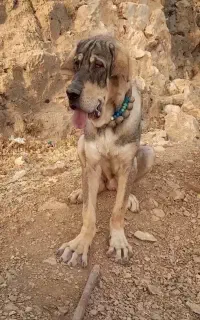 سگ پژدر