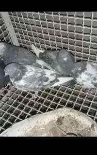 کبوتر دونه 200