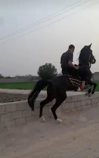 خرید فروش اسب تا سقف35