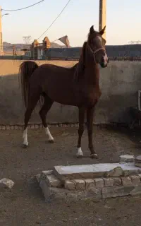اسب نریان کرد سواری نوه کولاک طاهری