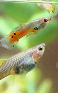 پاشو جای اکواریومت رو درست کن ماهی گوپیش با من