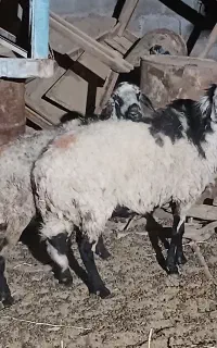 میش  آبستن