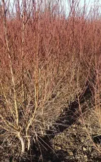 توزیع همه ارقام بادام دو‌ساله باظمانت نامه
