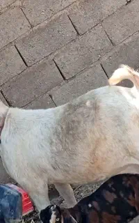 بز سانن اصل وارداتی شناسنامه دار