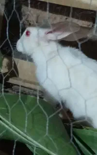 خرگوش
