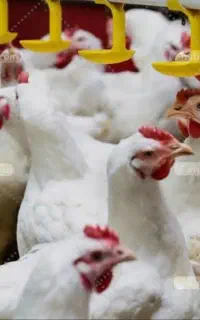 استخدام نیرو کار مرغداری فقط خانواده مجرد نباشه